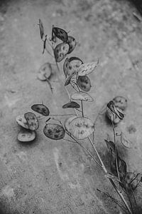 Fleurs séchées noires et blanches sur Melanie Schat