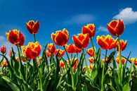 Champ de tulipes à fleurs par Fred van Bergeijk Aperçu
