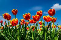 Field with flowering tulips
