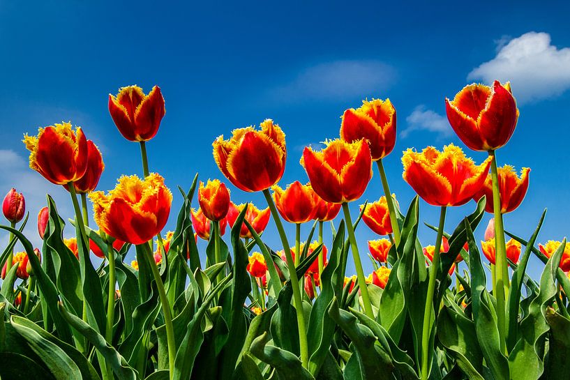 Champ de tulipes à fleurs par Fred van Bergeijk