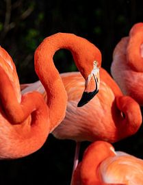 Flamingo-Porträt von Mark Zwenger