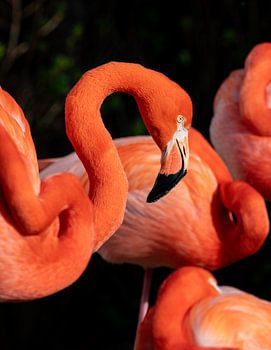 Flamingo Portret