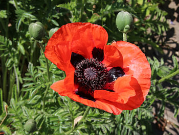 Turks maanzaad