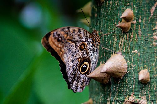 Papillon