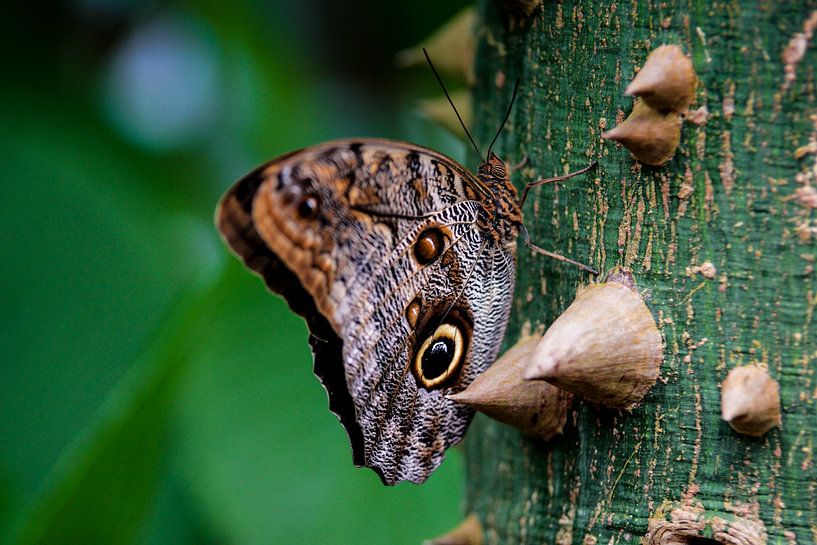 Butterfly by Eveline van Beusichem