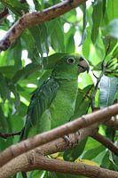 Green aratinga parrot in its natural environment