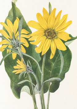 Balsamroot From North American Wildflowers (1925) Par Mary Vaux Walcott