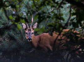 Reebok  by Jamie Lebbink