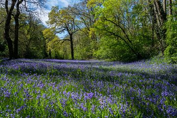 Wood hyacinths in park Sorghvliet (The Hague) by Marian Sintemaartensdijk