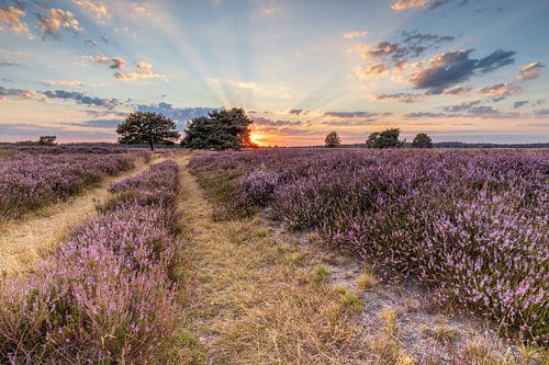 Zonsondergang Hijkerveld