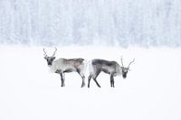 Zwei Rentiere im Schnee