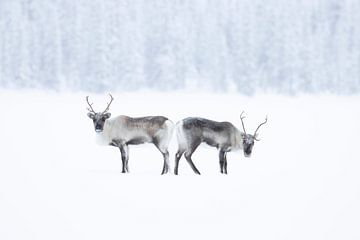 Twee rendieren in de sneeuw van Milou Hinssen