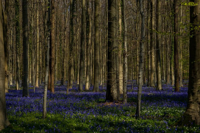 Hallerbos 2/5 by Boetiek Fotogeniek