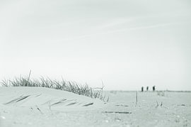 Plage, dunes de sable et promeneurs