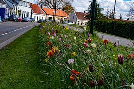 A cheerful median strip by Truckpowerr