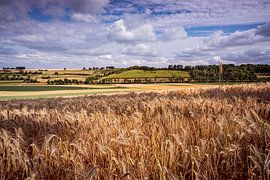 Ransdalerveld près d'Elkenrade