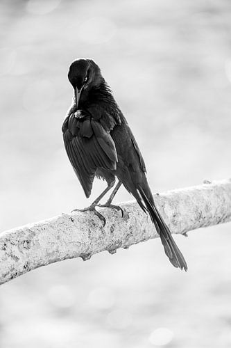 Oiseau noir dans un moment de méditation en noir et blanc