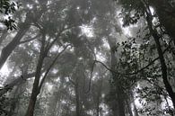 Regenwald von Diederik De Reuse Miniaturansicht