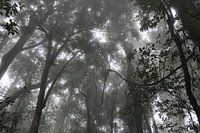 Rainforest