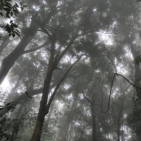 Forêt tropicale sur Diederik De Reuse