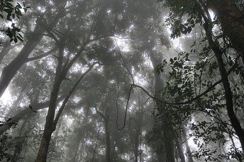 Forêt tropicale sur Diederik De Reuse