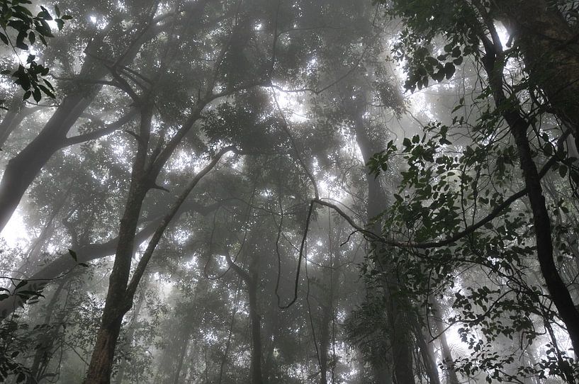 Forêt tropicale par Diederik De Reuse