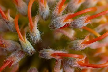 Macrofotografie bloemen en planten