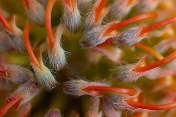 Macrofotografie bloemen en planten van Toon Tijink