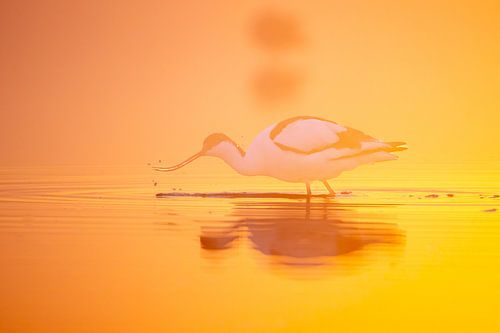 Oiseaux | Avocet au lever du soleil avec contre-jour doré, orange et jaune 1 sur Servan Ott