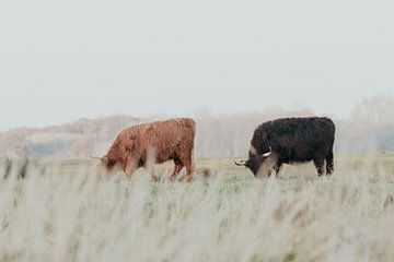 Schotse Hooglanders in de Nederlandse Duinen van Anne Zwagers