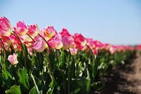 Rosa Tulpen auf dem Feld - Teil 2