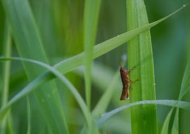 Grasshopper in green by Nancy Bogaert