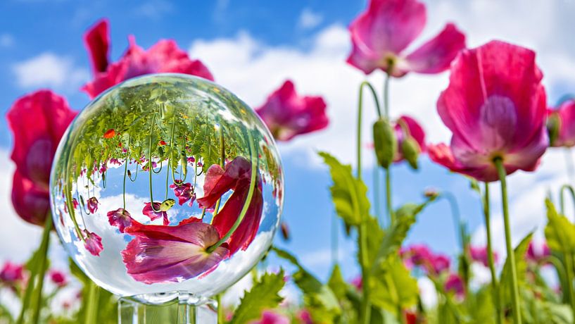 Die Mohnblüte von Roland Brack