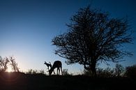 Damhert bij avond van Andy van der Steen - Fotografie thumbnail