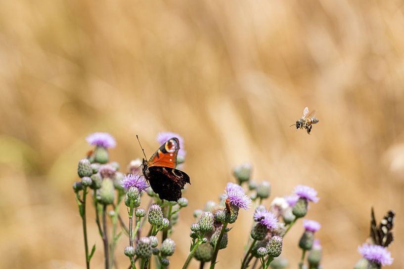 Schmetterling auf einer Blüte von Hans-Jürgen Janda