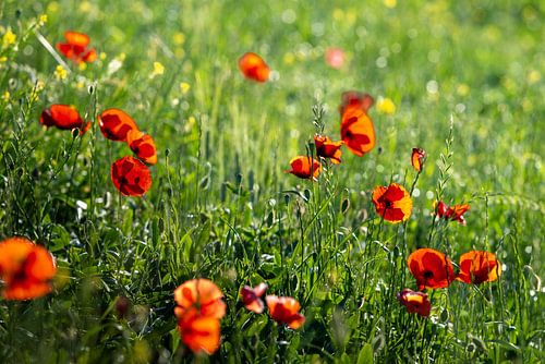 Des champs de pavots au cœur de la vallée de l'Orcia