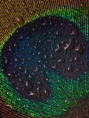 The blue of a peacock by Marjolijn van den Berg