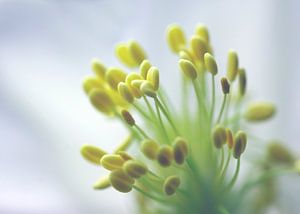Akelei pollen von Roswitha Lorz