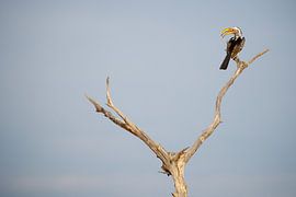 Südlicher Gelbschnabeltoko von Marco Kost