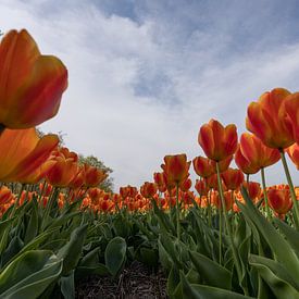 tulpen veld van Gert Slagmolen