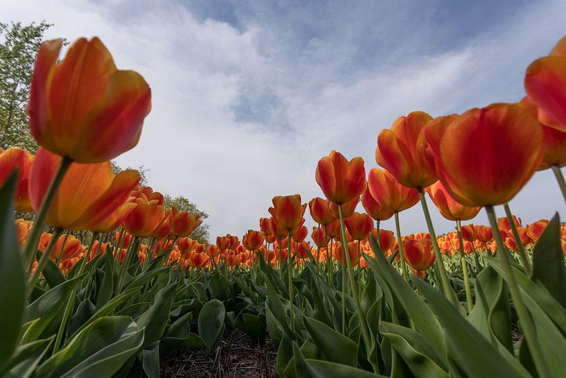 tulpen veld van Gert Slagmolen