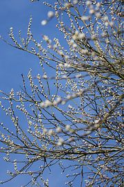 Katjesboom von Petra Brouwer