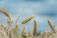Wheat