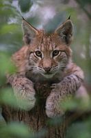 Dierenkinderen... Euraziatische lynx *Lynx lynx*