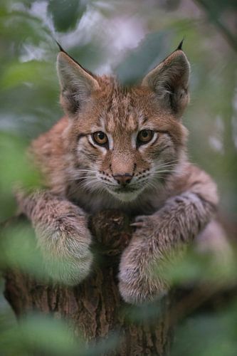 Tierkinder... Eurasischer Luchs *Lynx lynx* von wunderbare Erde