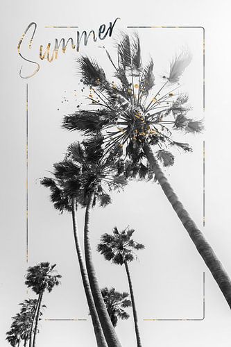 Palm Impressie | Zomer