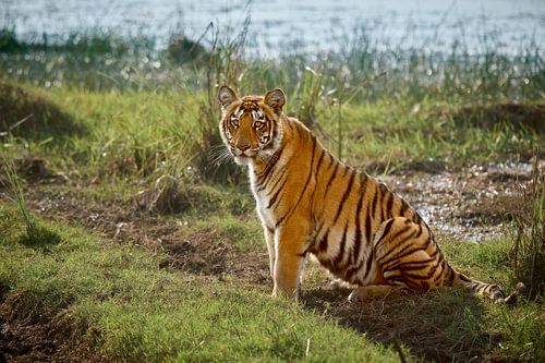 junger Indischer Tiger