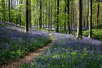 Wilde hyacinten in het Hallerbos