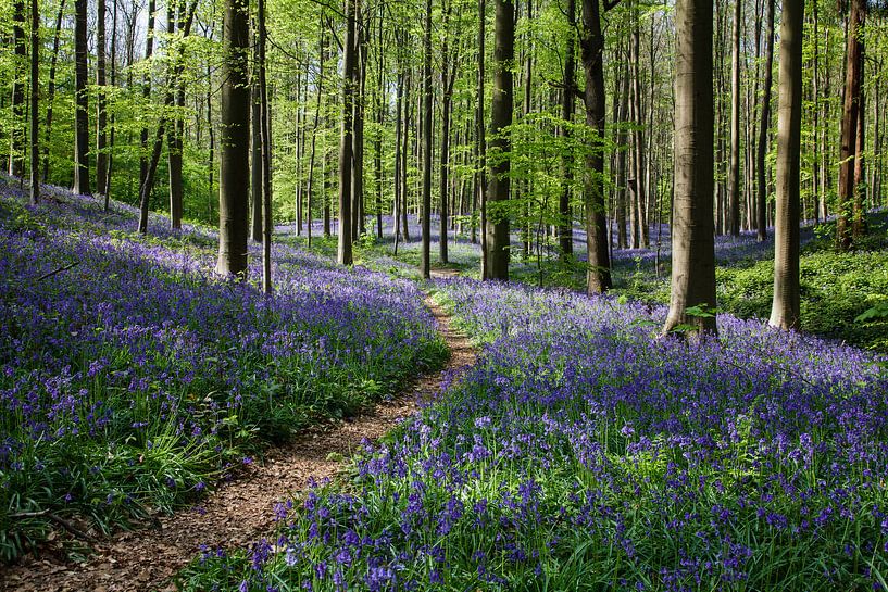 Jacinthes sauvages dans la forêt de Haller par Bart van Dinten