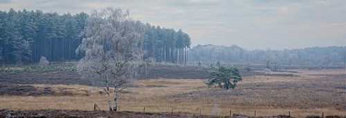 Gefrorene Landschaft